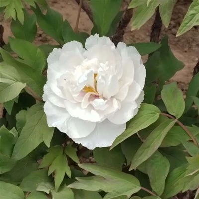 ຕົ້ນໄມ້ສີຂາວ Peony